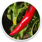 Capsicum-Fruchtextrakt